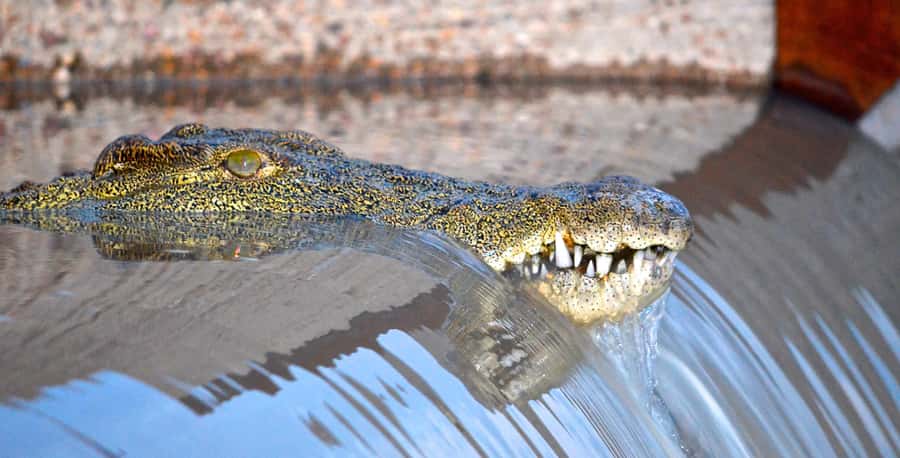 From Durban: St. Lucia Wetlands Boat Ride - St Lucia estuary stop: what the 2-hour cruise feels like