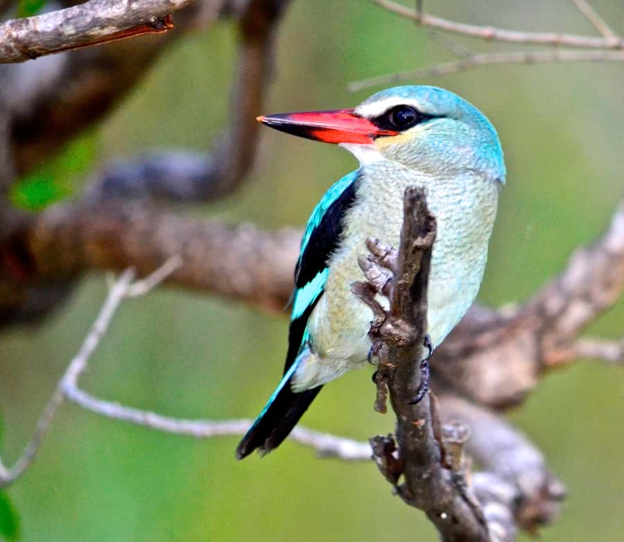 From Durban: St. Lucia Wetlands Boat Ride - How the guide helps you see more than you would on your own