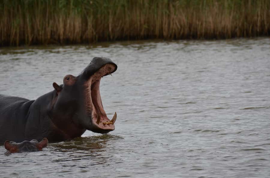 From Durban: St. Lucia Wetlands Boat Ride - What the included items cover, and what you must plan for