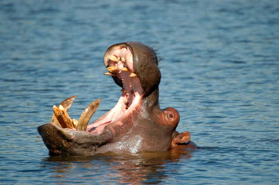 From Durban: St. Lucia Wetlands Boat Ride - Price and value: is $242 fair for what you get?
