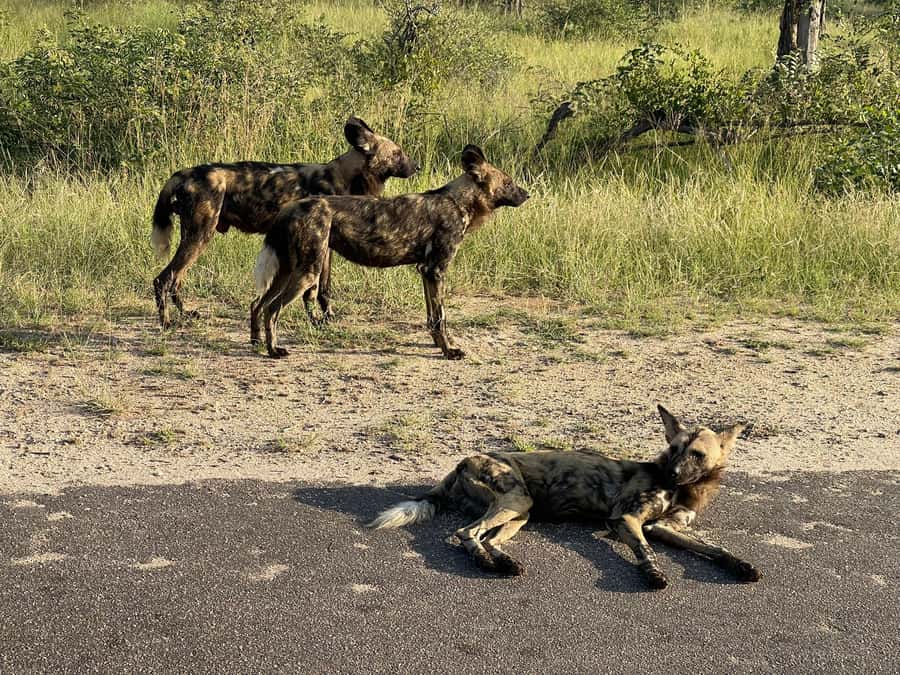 From Hazyview : Big 5 Kruger National Park Day Safari - A 5:30 am departure from Hazyview, and why that timing is everything