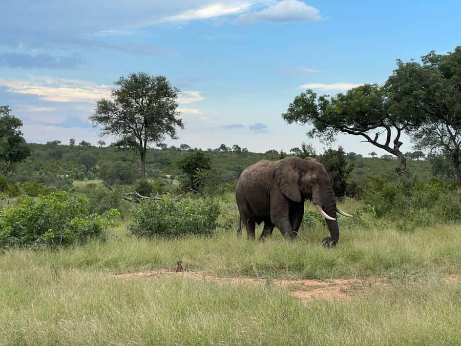 From Hazyview : Big 5 Kruger National Park Day Safari - The first game drive: 3 hours of scanning for movement before the heat