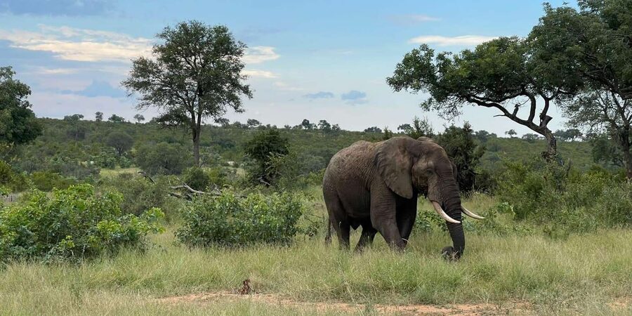 From Hazyview : Big 5 Kruger National Park Day Safari - Long second drive: 3.5 hours when you’ll notice feeding routines