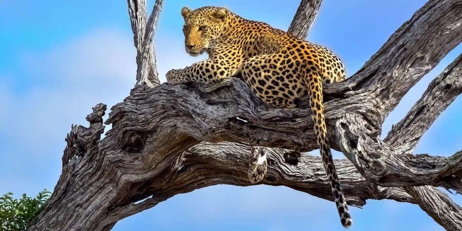 From Hazyview : Big 5 Kruger National Park Day Safari - Lunch near 1 pm and the final push of about 2 hours