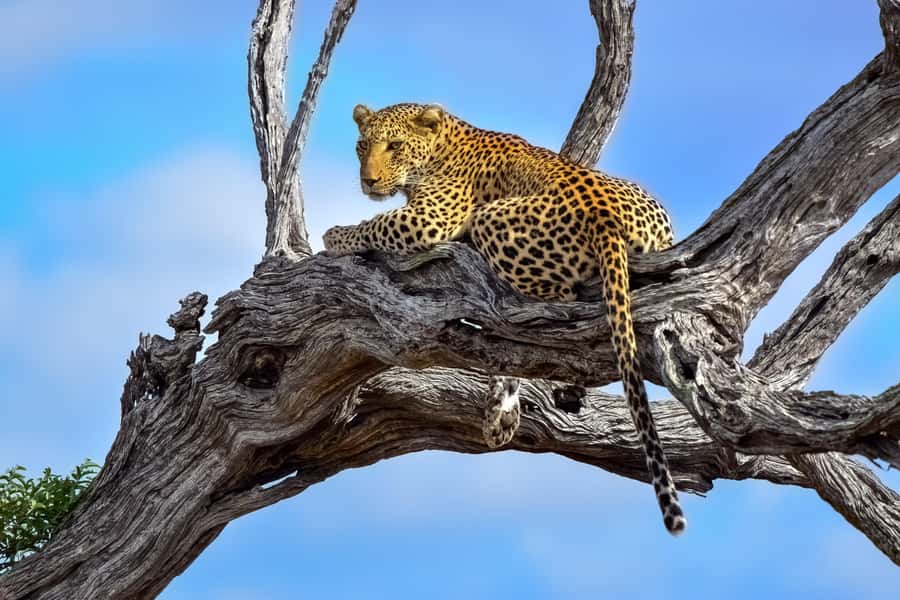 From Hazyview : Big 5 Kruger National Park Day Safari - Phabeni Gate entry, conservation fees, and starting the day the right way