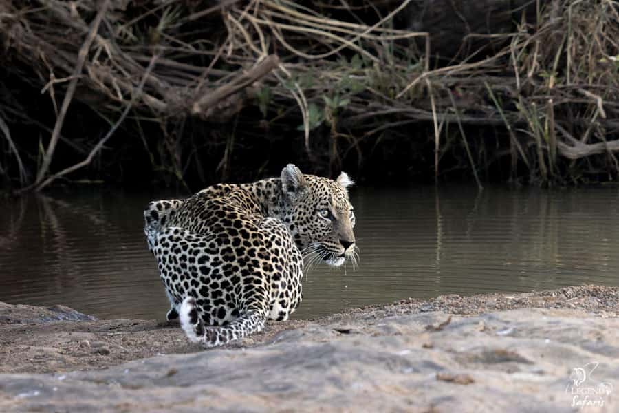 From Hazyview: Kruger National Park Full-Day Safari - Sunrise in Kruger From Hazyview, Why Phabeni Gate Matters