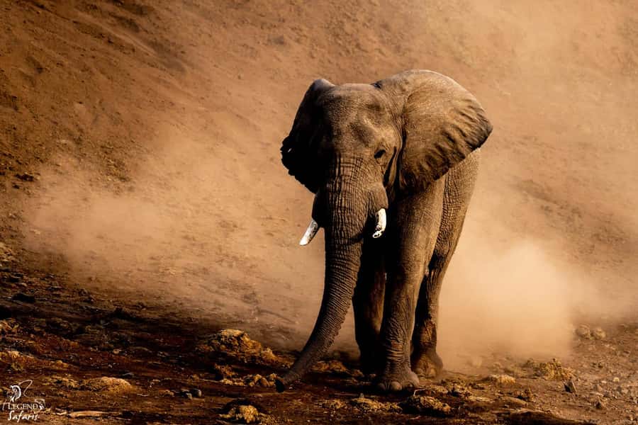 From Hazyview: Kruger National Park Full-Day Safari - The Morning Game Drive: Big Five Chances Start Fast