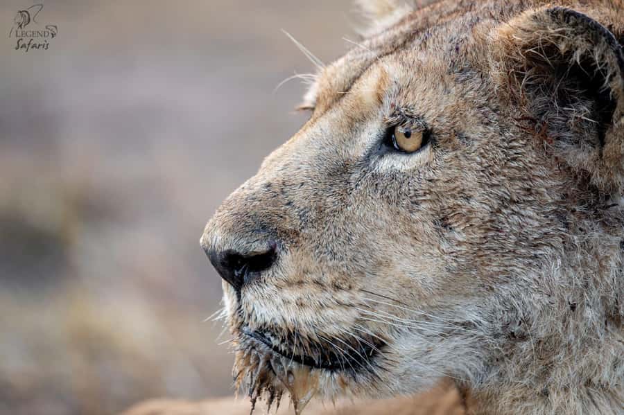 From Hazyview: Kruger National Park Morning Half-Day Safari - Pickup times, gates, and the actual 7-hour schedule