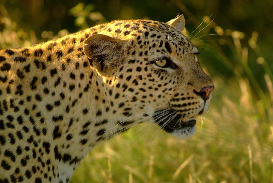From Hazyview: Private Afternoon Game Drive - Where you might see more than just the main animals