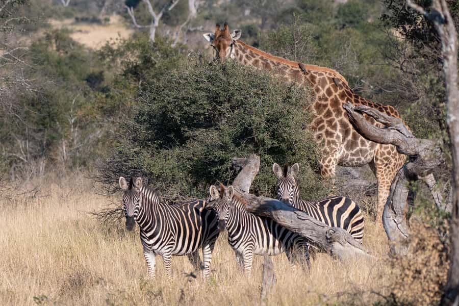 From Hazyview: Private Afternoon Game Drive - Who should book this private afternoon drive