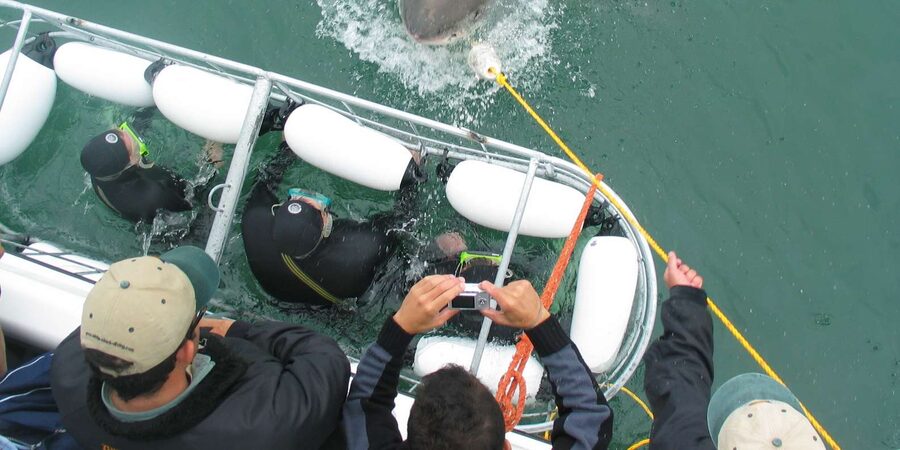 From Hermanus: Cruise with Shark Cage Dive and Lunch - The ride, the water, and the small details that shape your comfort