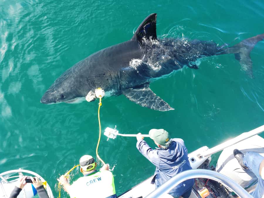 From Hermanus: Cruise with Shark Cage Dive and Lunch - Why Shark Alley in the Hermanus area feels like a real animal encounter