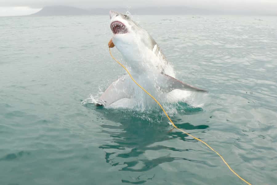 From Hermanus: Cruise with Shark Cage Dive and Lunch - How the day usually starts, and why the land prep matters
