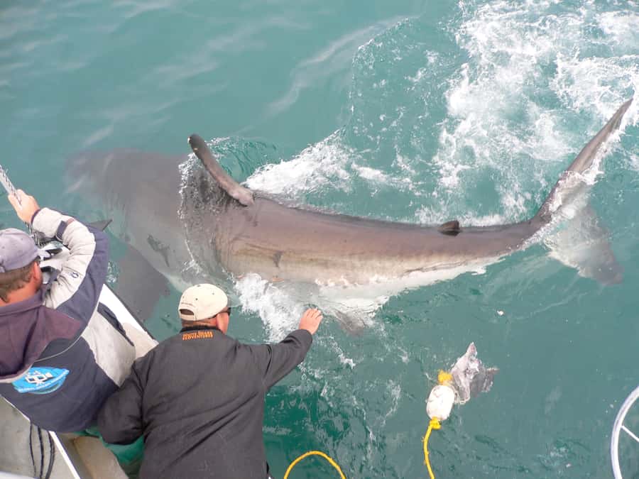 From Hermanus: Cruise with Shark Cage Dive and Lunch - Kleinbaai Harbour to Shark Alley, watching while you wait