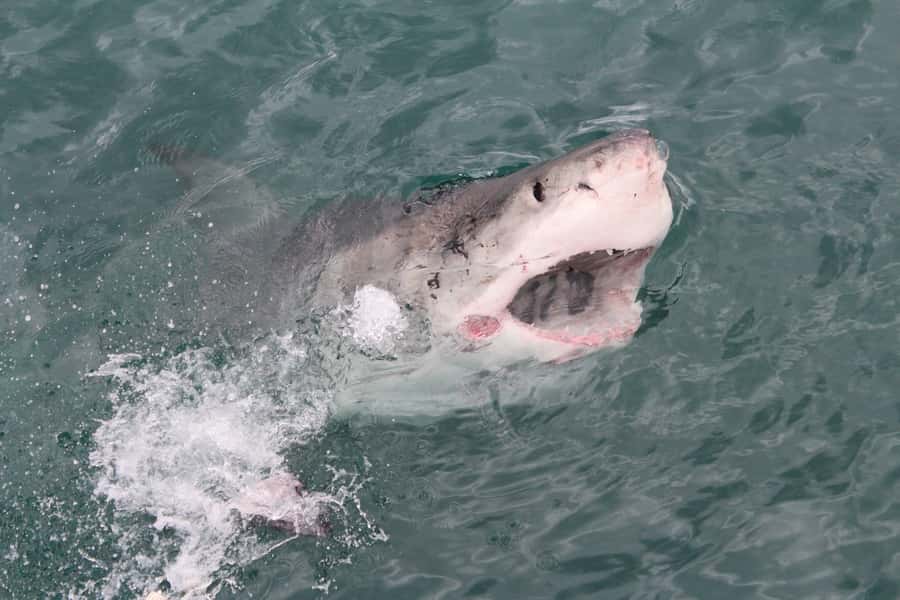 From Hermanus: Cruise with Shark Cage Dive and Lunch - The cage time, how it works with 4 or 5 people at once