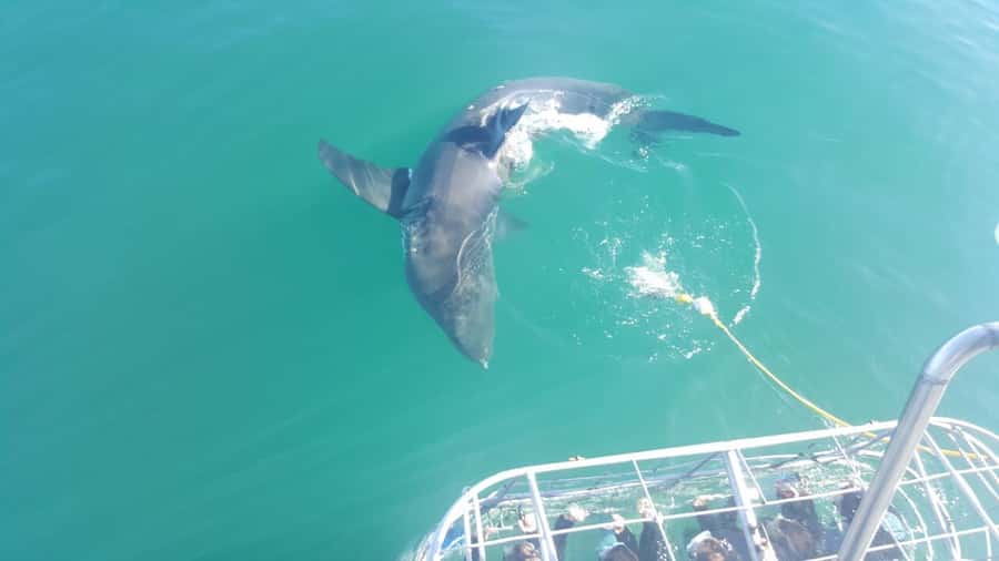 From Hermanus: Cruise with Shark Cage Dive and Lunch - Expert-led encounters and the names that come up
