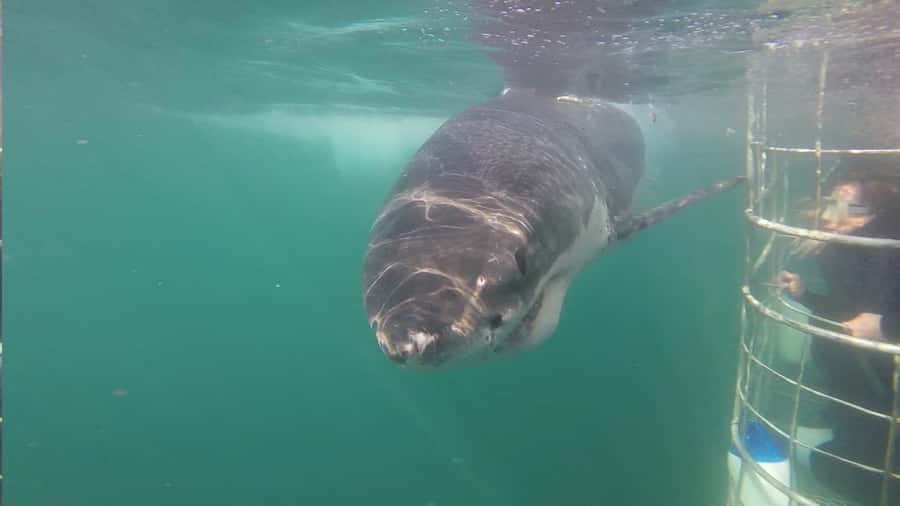 From Hermanus: Cruise with Shark Cage Dive and Lunch - What you might see at Shark Alley (and what to expect if you do not see great whites)