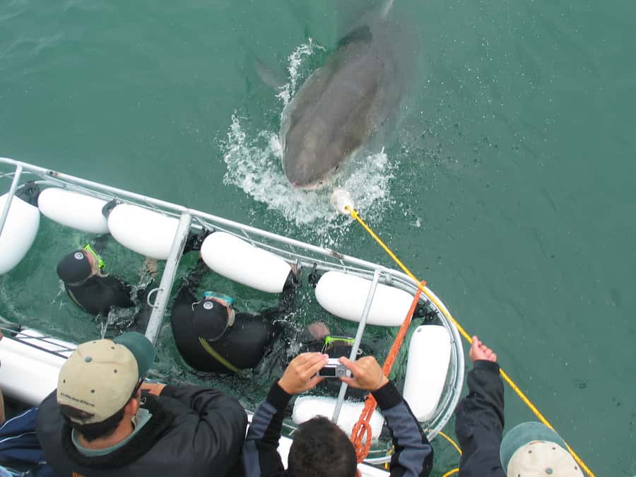 From Hermanus: Cruise with Shark Cage Dive and Lunch - Lunch, hot drinks, and why the return feels like part of the tour
