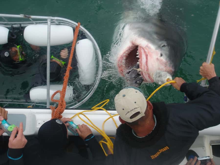 From Hermanus: Cruise with Shark Cage Dive and Lunch - Price and what you actually get for $168