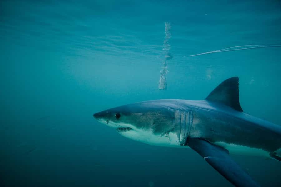 From Hermanus or Cape Town: Shark Cage Diving Experience - Key Things to Know Before You Go