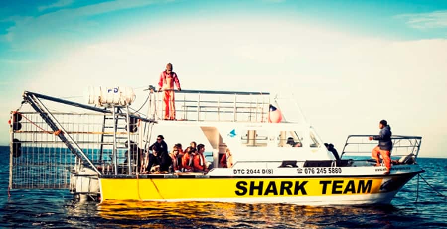 From Hermanus or Cape Town: Shark Cage Diving Experience - Why Hermanus and Gansbaai Work So Well for a Shark Day