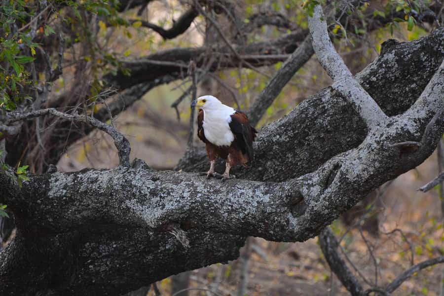 From Johannesburg: 2-Day Safari into Kruger National Park - Day 2 Morning Game Drive, The Best Shot for Action