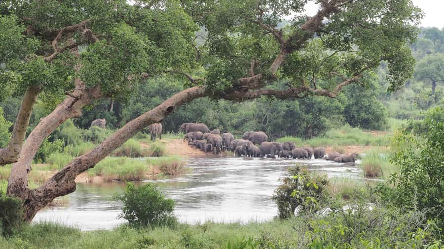 From Johannesburg: 2-Day Safari into Kruger National Park - “Big Five” Reality Check, and How to Set Expectations