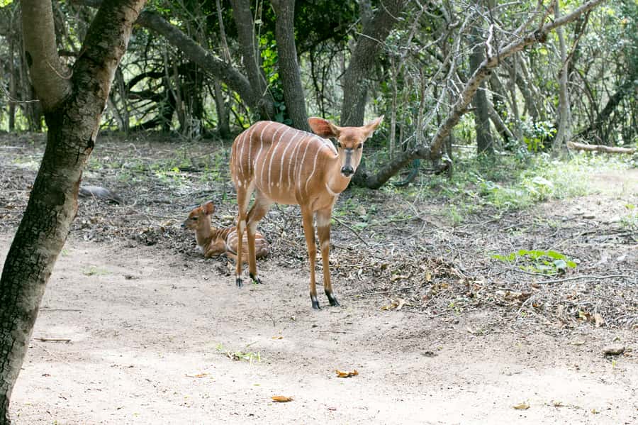 From Johannesburg: 3-Day Budget Tent Kruger Park Safari - From Johannesburg to Kruger, the Schedule That Works