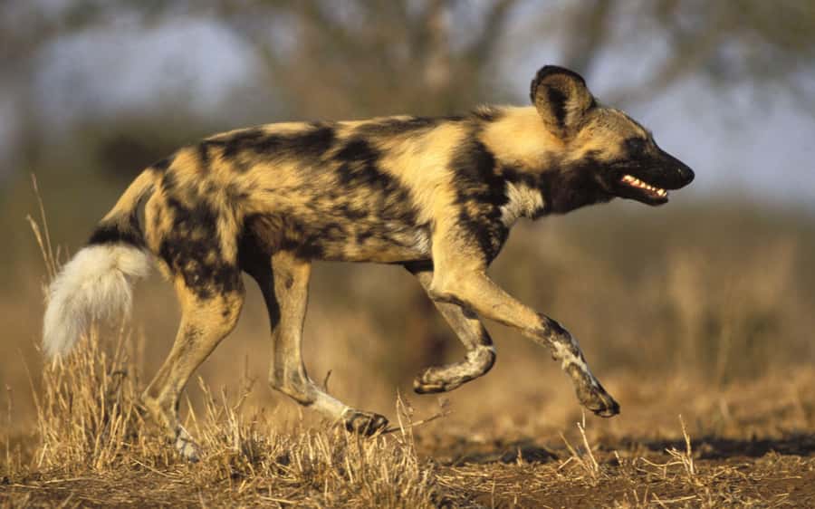 From Johannesburg: Cheetah Tour - Hotel pickup and the long drive up to Magaliesberg