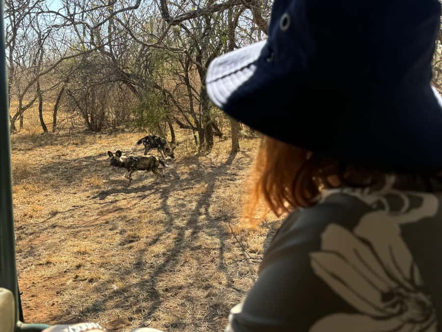 From Johannesburg: Cheetah Tour - The open-vehicle game drive, built for proximity and real animal energy
