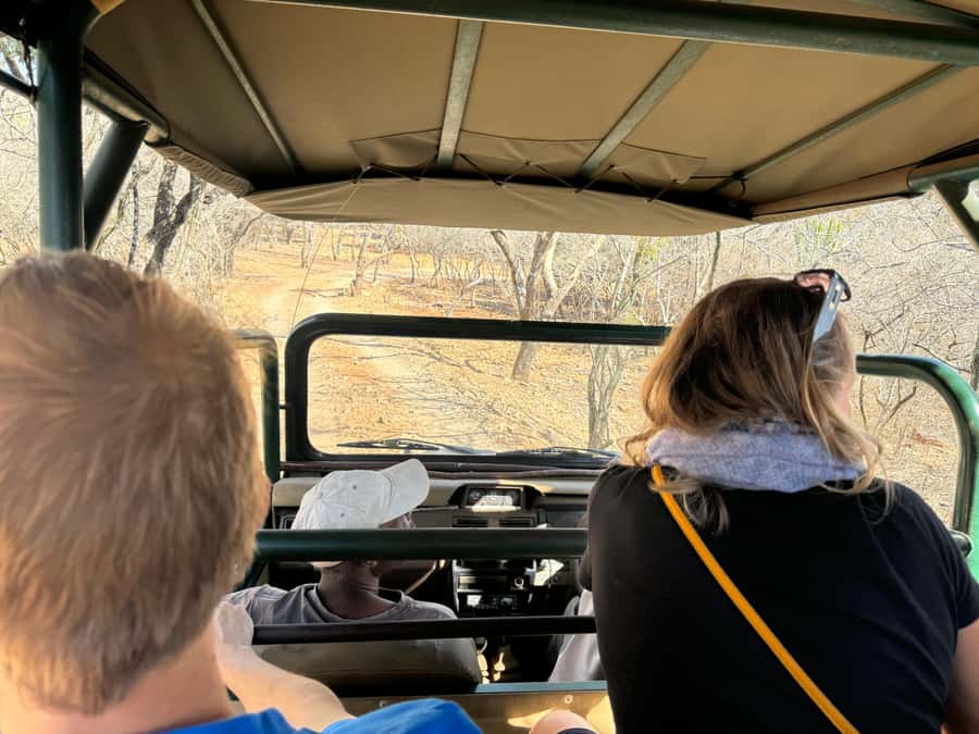 From Johannesburg: Cheetah Tour - The cheetah run: how to maximize your chances on your tour day