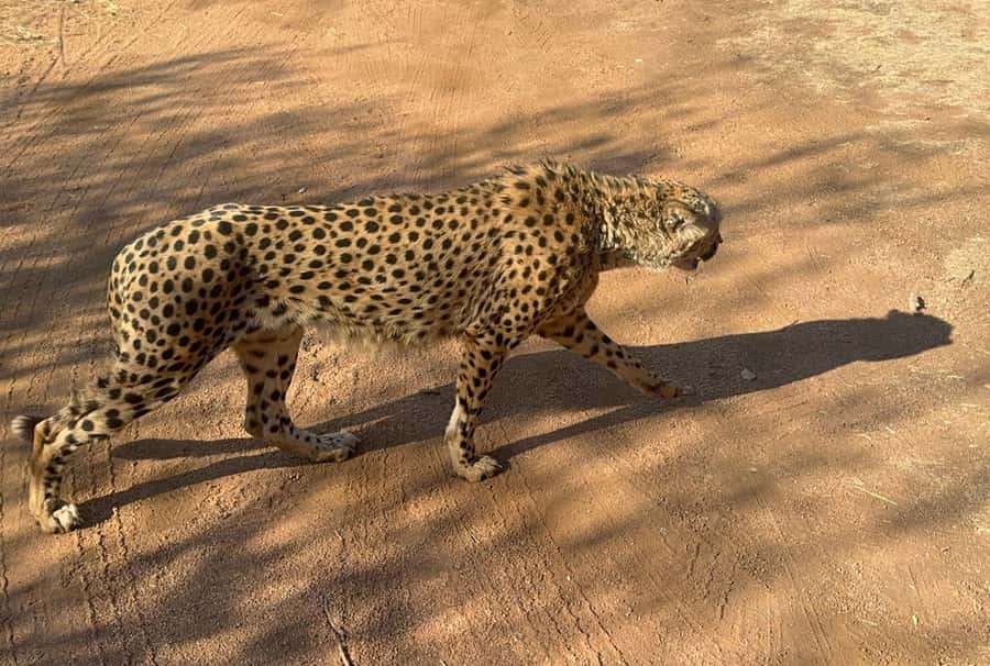 From Johannesburg: Cheetah Tour - Who is this tour best for, and who should reconsider?
