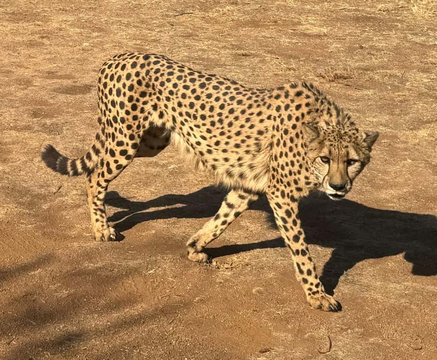 From Johannesburg: Cheetah Tour - What to pack for a comfortable, no-stress safari morning