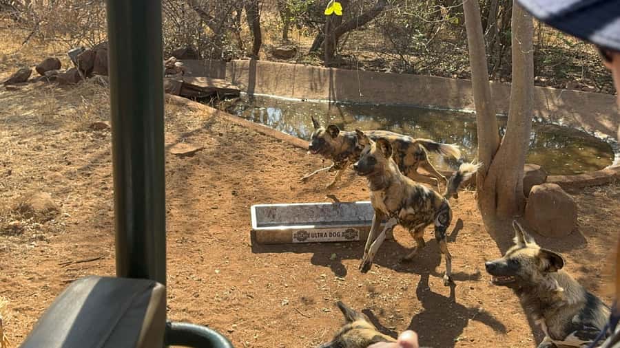 From Johannesburg: Cheetah Tour - Guides and small-group time: how it changes the vibe