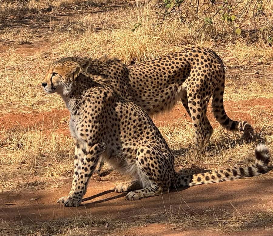 From Johannesburg: Cheetah Tour - Ann van Dyk Cheetah Centre: what the guided sanctuary time really gives you