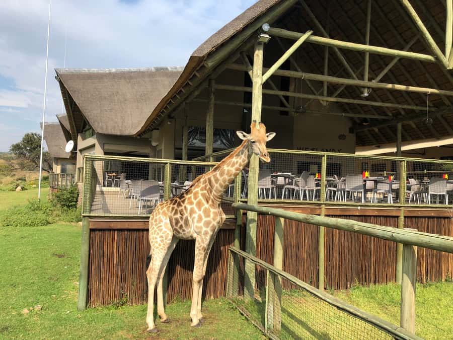 From Johannesburg: Cradle of Humankind and Lion Safari - What you actually get for the price: value check at about $224