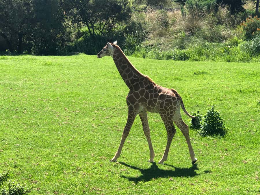 From Johannesburg: Cradle of Humankind and Lion Safari - Who this tour fits best, and who should reconsider