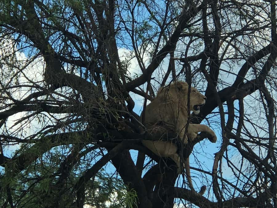 From Johannesburg: Cradle of Humankind and Lion Safari - A practical checklist so you enjoy the day
