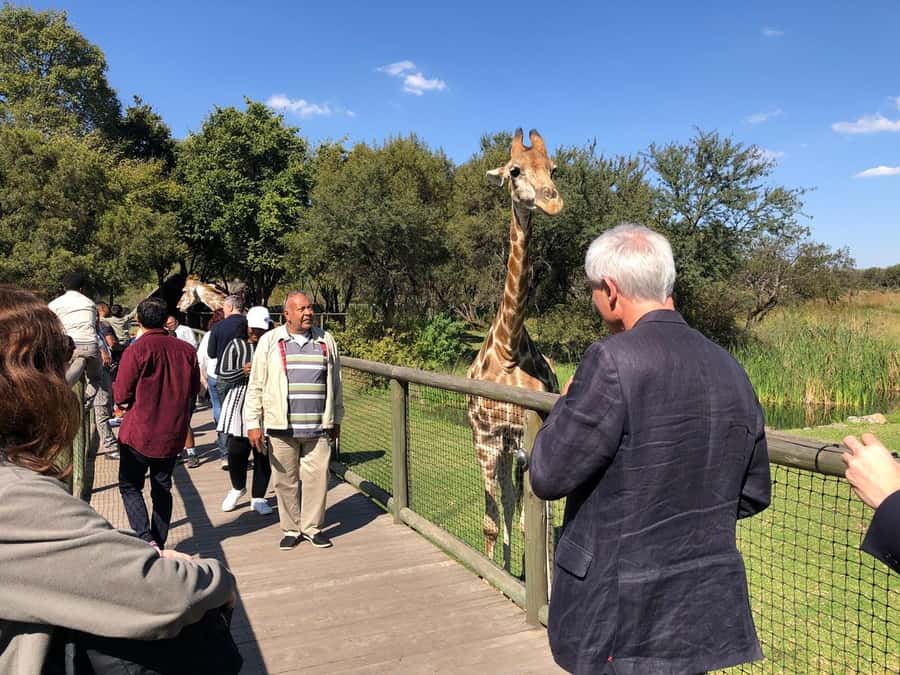 From Johannesburg: Cradle of Humankind and Lion Safari - Lion and Safari Park open-vehicle safari, close encounters, and real timing