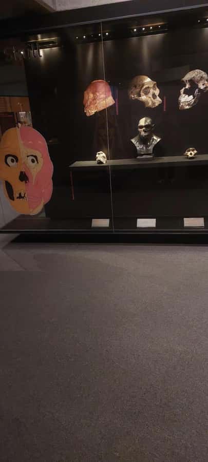 From Johannesburg: Cradle of Humankind Private Half-Day Tour - Price and value at about $143 per person