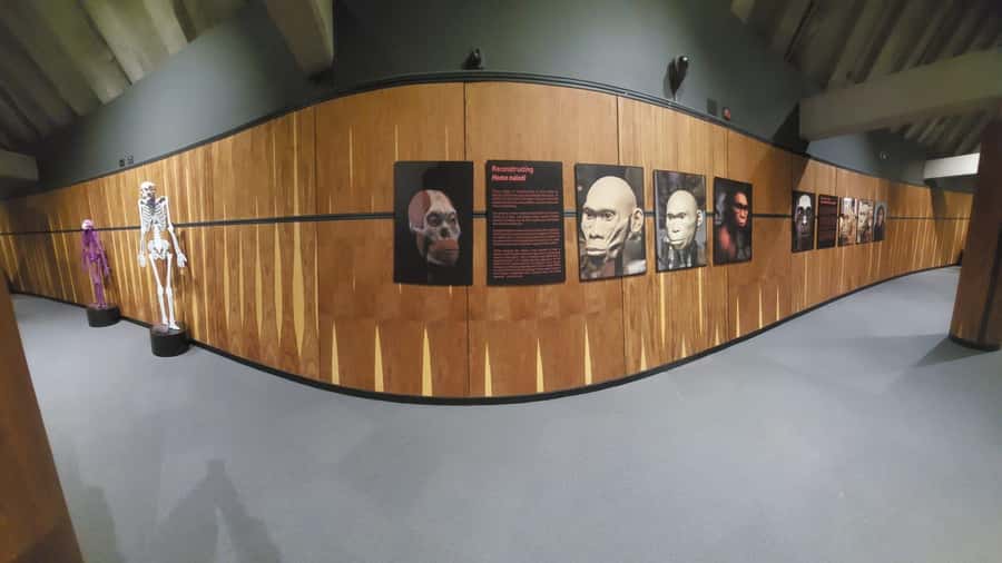 From Johannesburg: Cradle of Humankind Private Half-Day Tour - Private pickup in Midrand, Pretoria, Johannesburg, or Rosebank