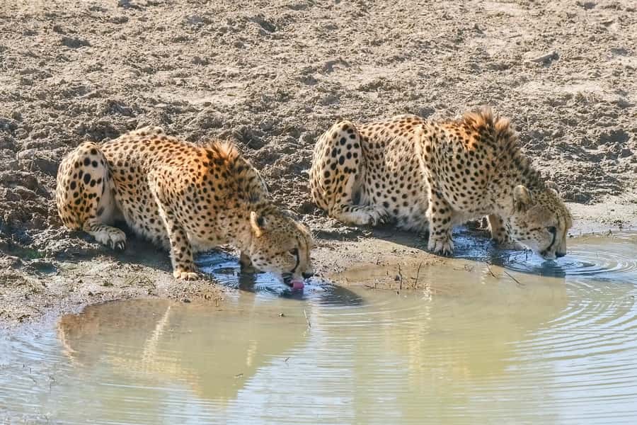 From Johannesburg: Kruger National Park 3-Day Safari - Kruger game drives: how the day plan improves your odds