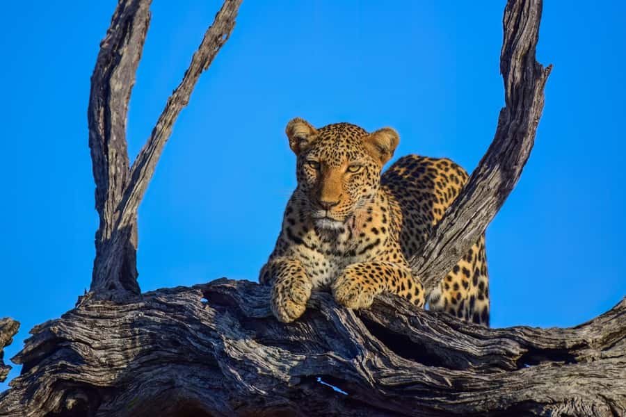 From Johannesburg: Kruger National Park 3-Day Safari - What to pack so the drives feel easy, not miserable