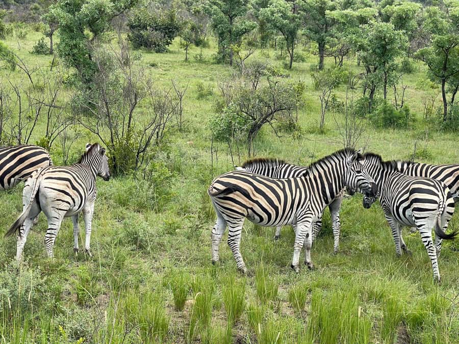 From Johannesburg: Kruger National Park 3-Day Safari - Malaria reality check and health basics before you go