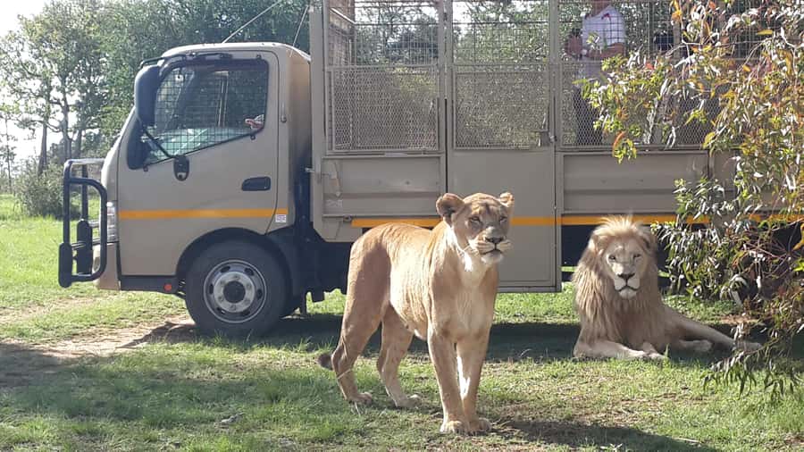 From Johannesburg: Lion & Safari Park Half-Day Tour - Getting From Johannesburg: Pickup Comfort and a Real Half-Day Pace