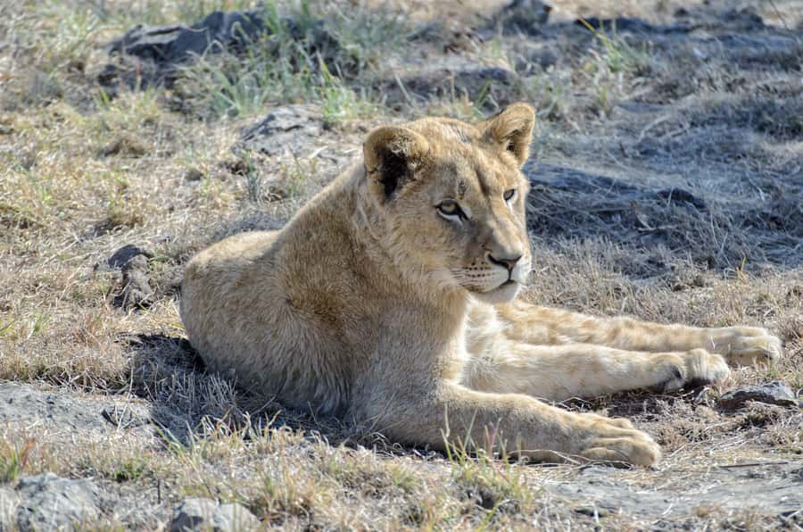 From Johannesburg: Lion & Safari Park Half-Day Tour - FAQ