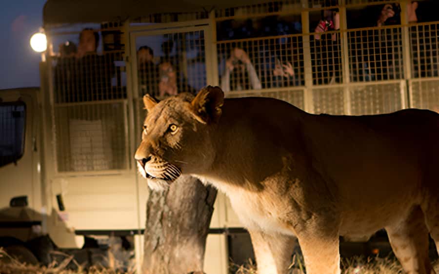 From Johannesburg: Lion & Safari Park Half-Day Tour - Lion Park Arrival: What the Entrance Includes and How Time Gets Used