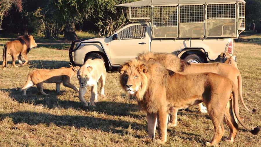 From Johannesburg: Lion & Safari Park Half-Day Tour - White Lions, Feeding Chances, and How to Think About Spotting