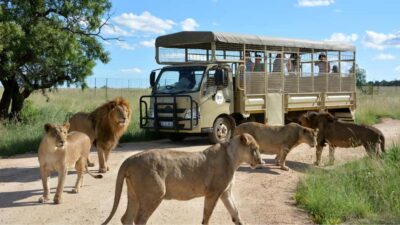 Lion & Safari Park Half-Day Tour