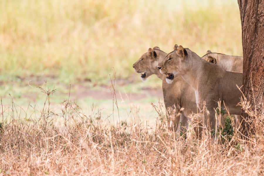 From Johannesburg: Lion & Safari Park Half-Day Tour - Guides and Drivers: The Difference Between Seeing and Understanding